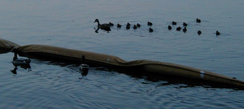 3 Ducks, 16 Ducklings